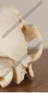 photo reference of skull 0040